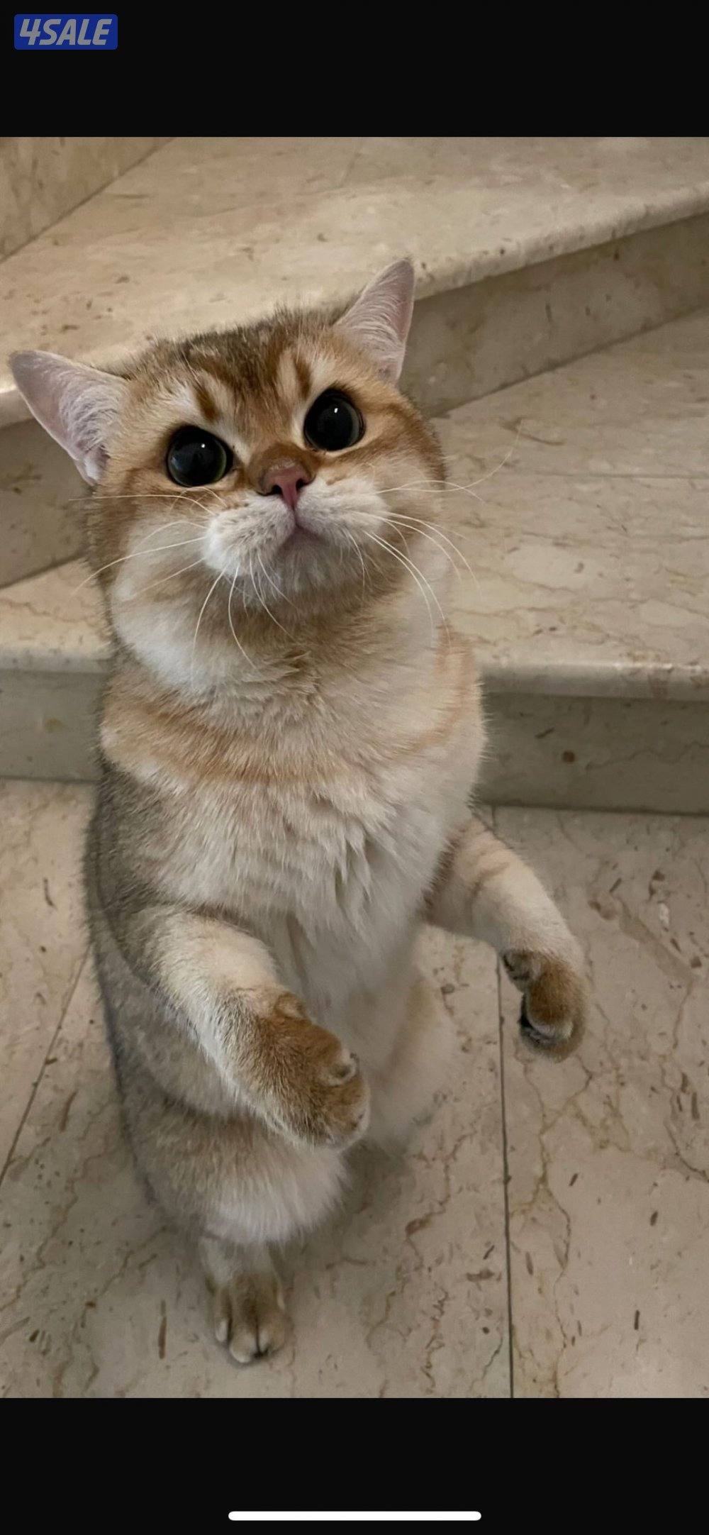 للبيع ذكر سكوتش ستريتNy11 مسجل WCF التواصل رسائل واتساب فقط2