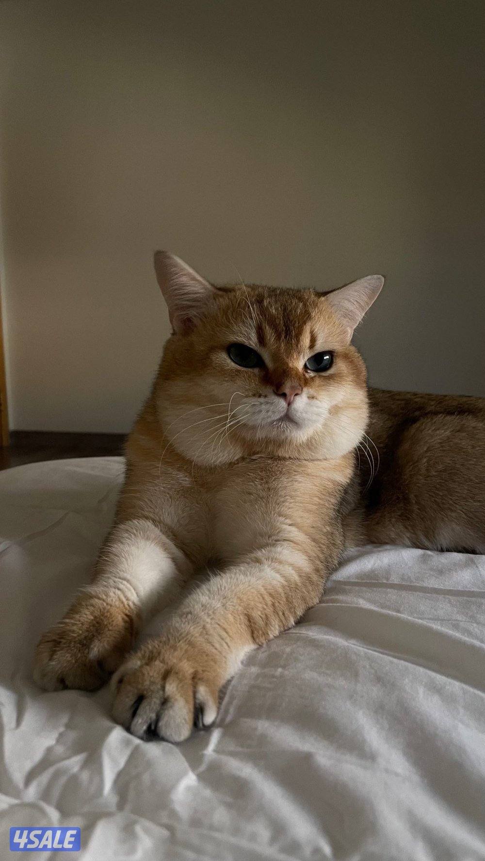 للبيع ذكر سكوتش ستريتNy11 مسجل WCF التواصل رسائل واتساب فقط3