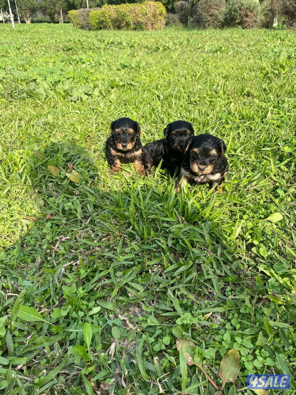 للبيع كلاب صغار العمر تقريبن شهر و نص صحتهم زينه1