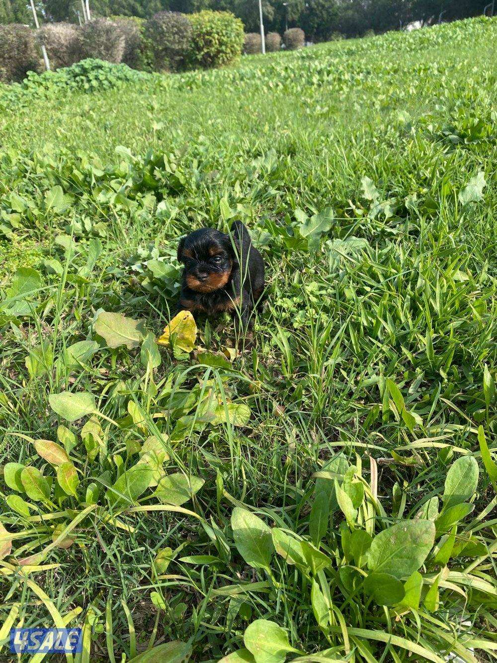 للبيع كلاب صغار العمر تقريبن شهر و نص صحتهم زينه3