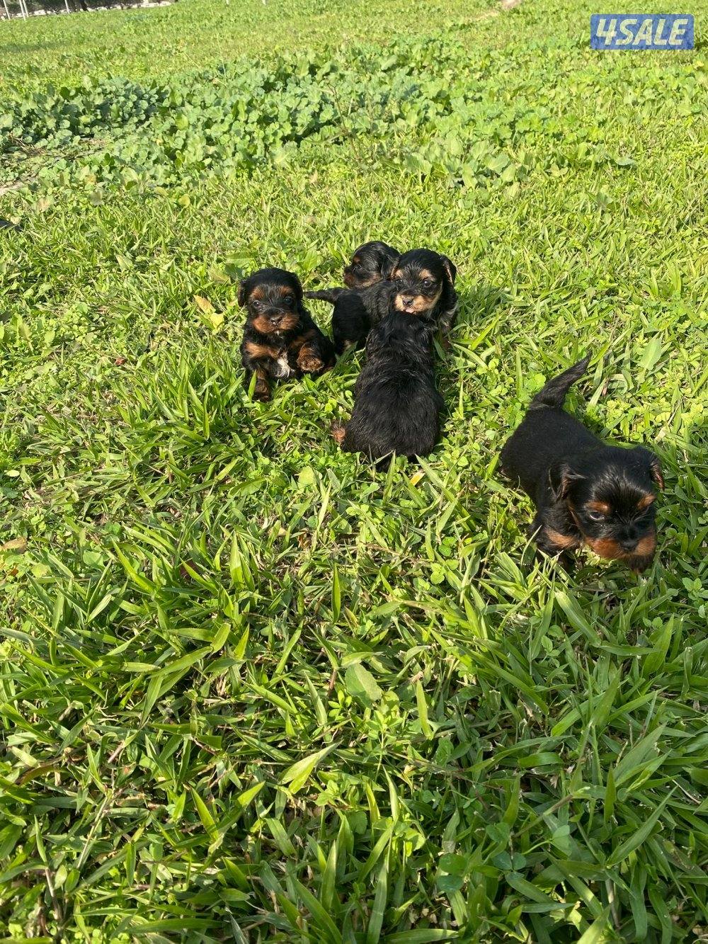 للبيع كلاب صغار العمر تقريبن شهر و نص صحتهم زينه4