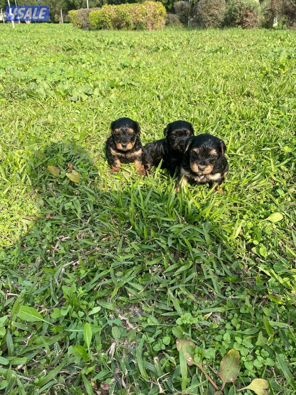 للبيع كلاب صغار العمر تقريبن شهر و نص صحتهم زينه5