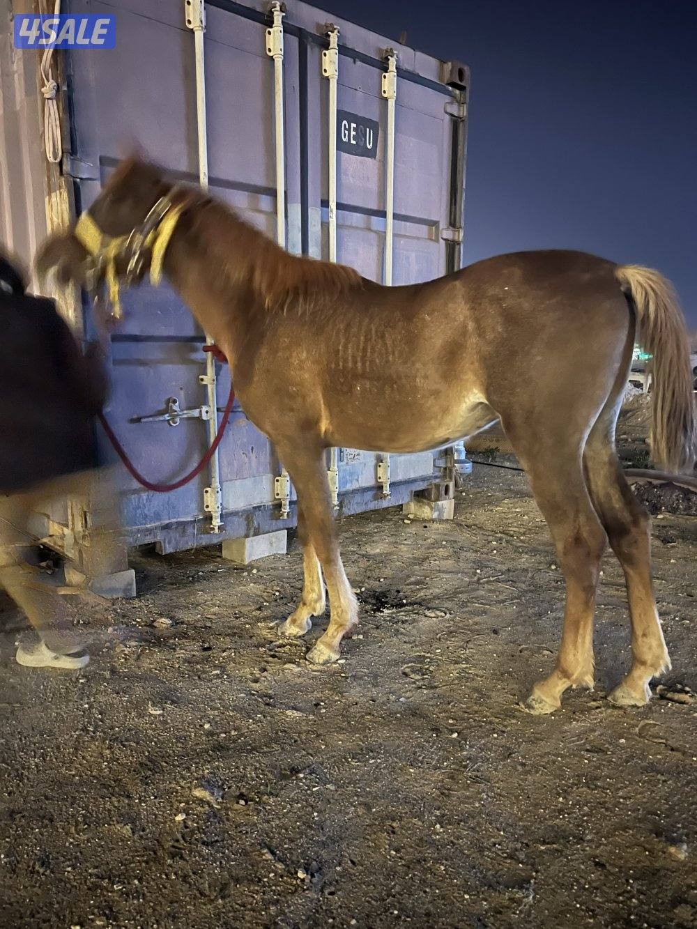 اللي ضايع له فلو في استراحة الحجاج الرجاء التواصل2