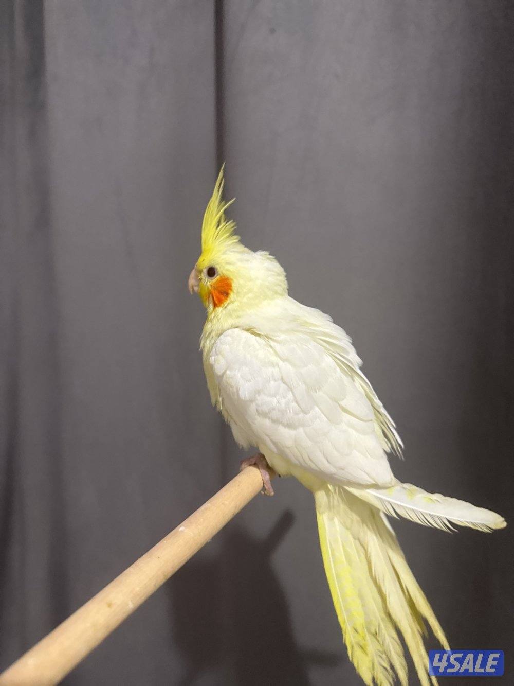 صباح الناصر0