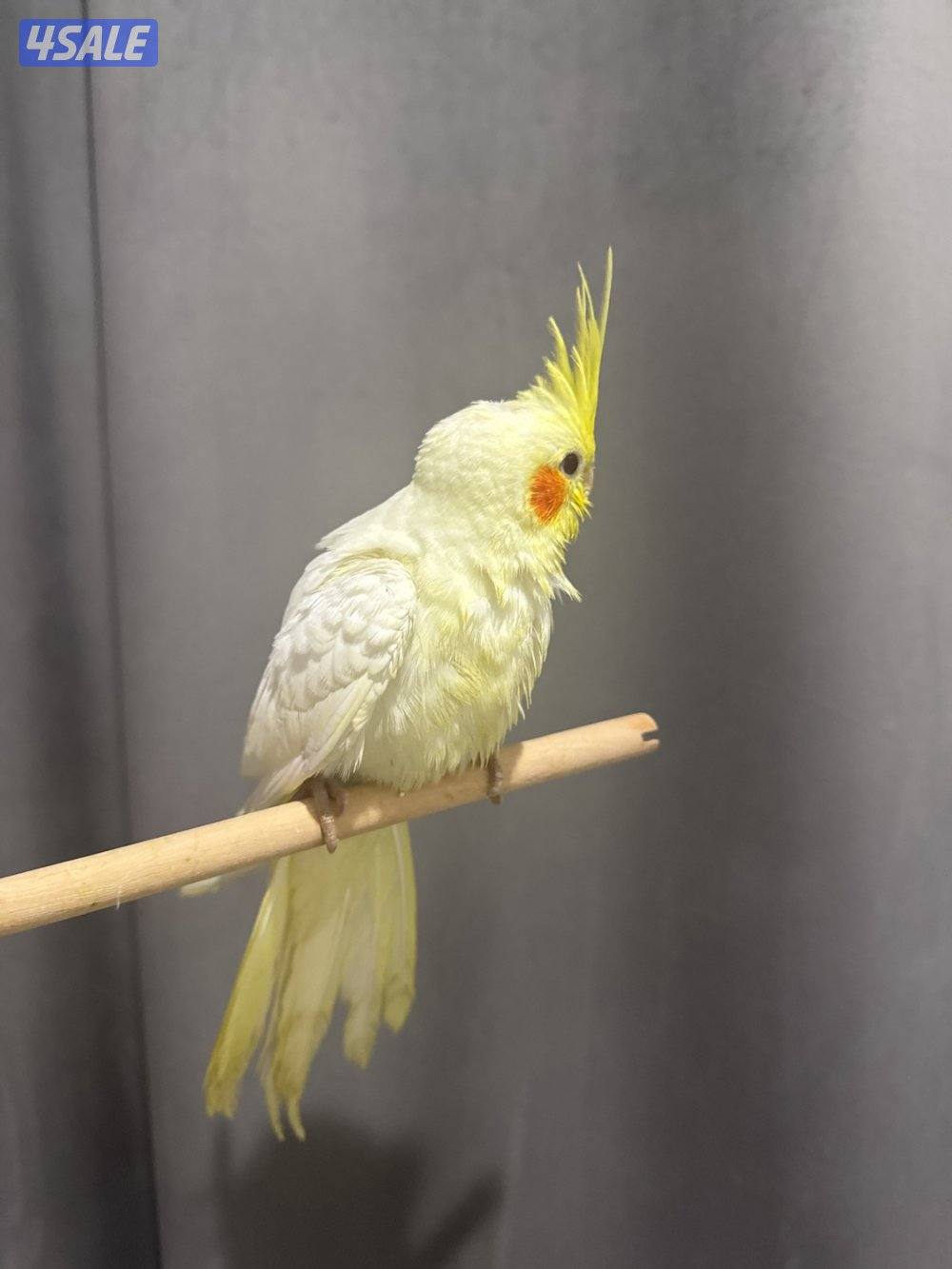 صباح الناصر1