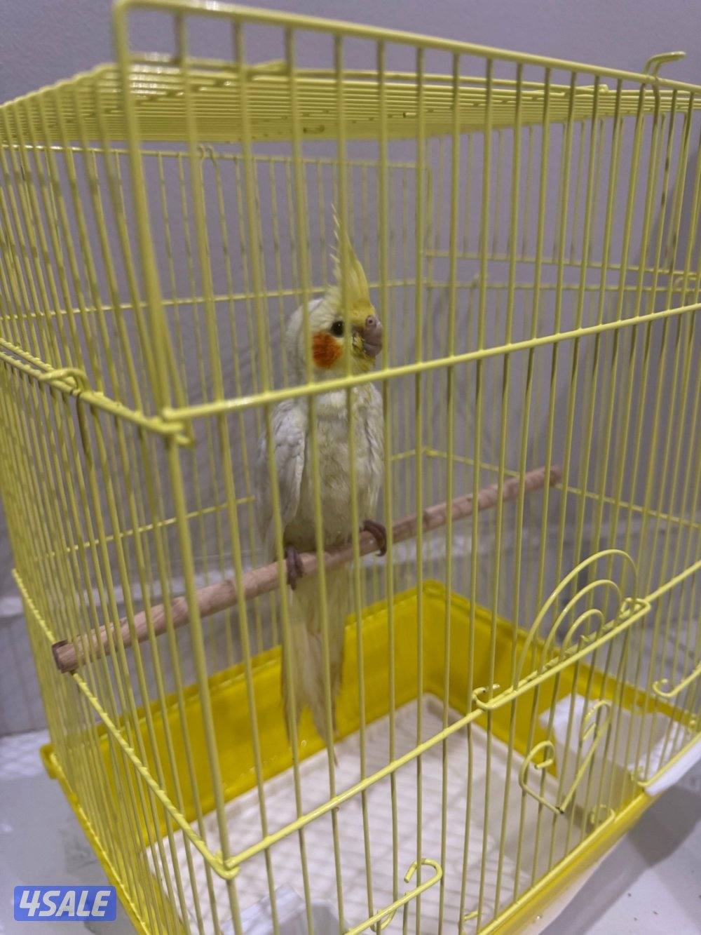 صباح الناصر2