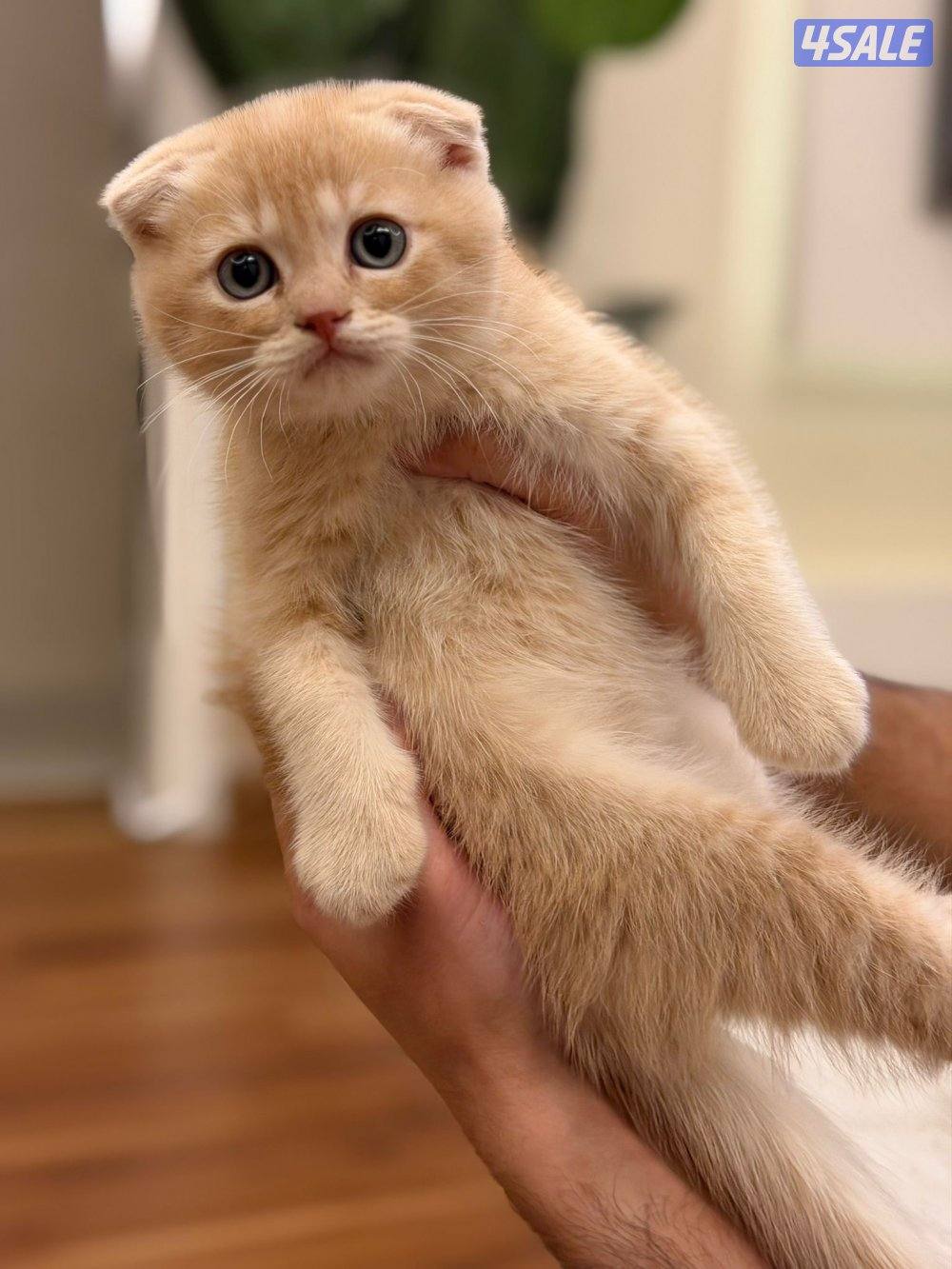 سكوتش فولد ذكر العمر شهر ونص متعلم عاللتر بوكس0