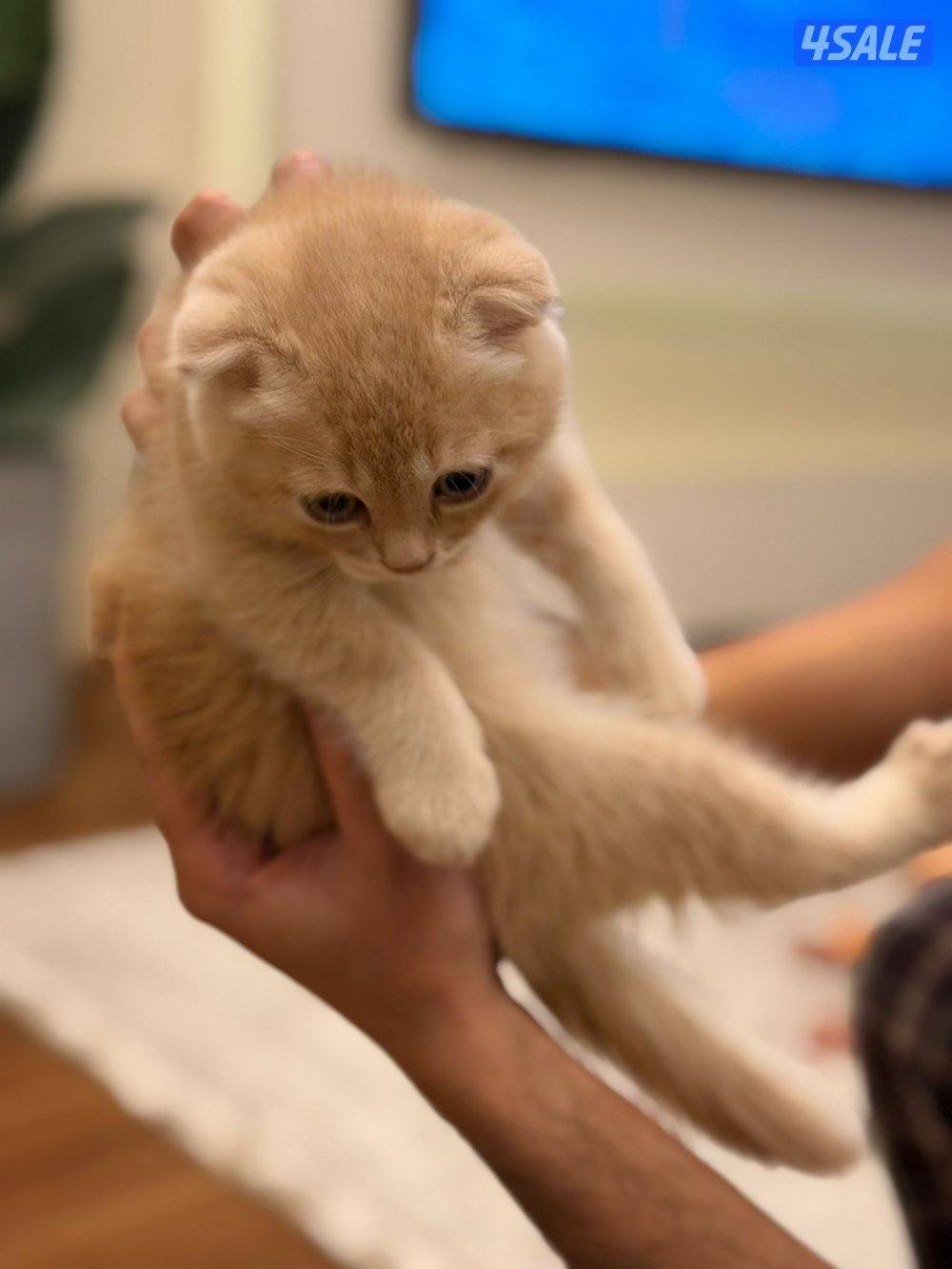 سكوتش فولد ذكر العمر شهر ونص متعلم عاللتر بوكس1