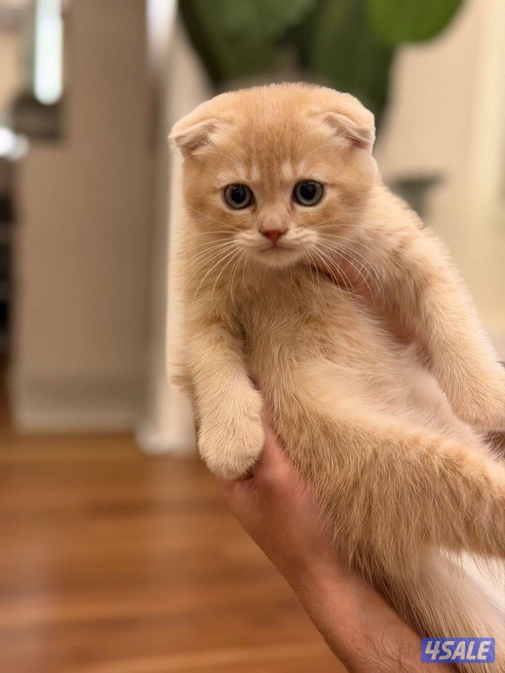 سكوتش فولد ذكر العمر شهر ونص متعلم عاللتر بوكس3