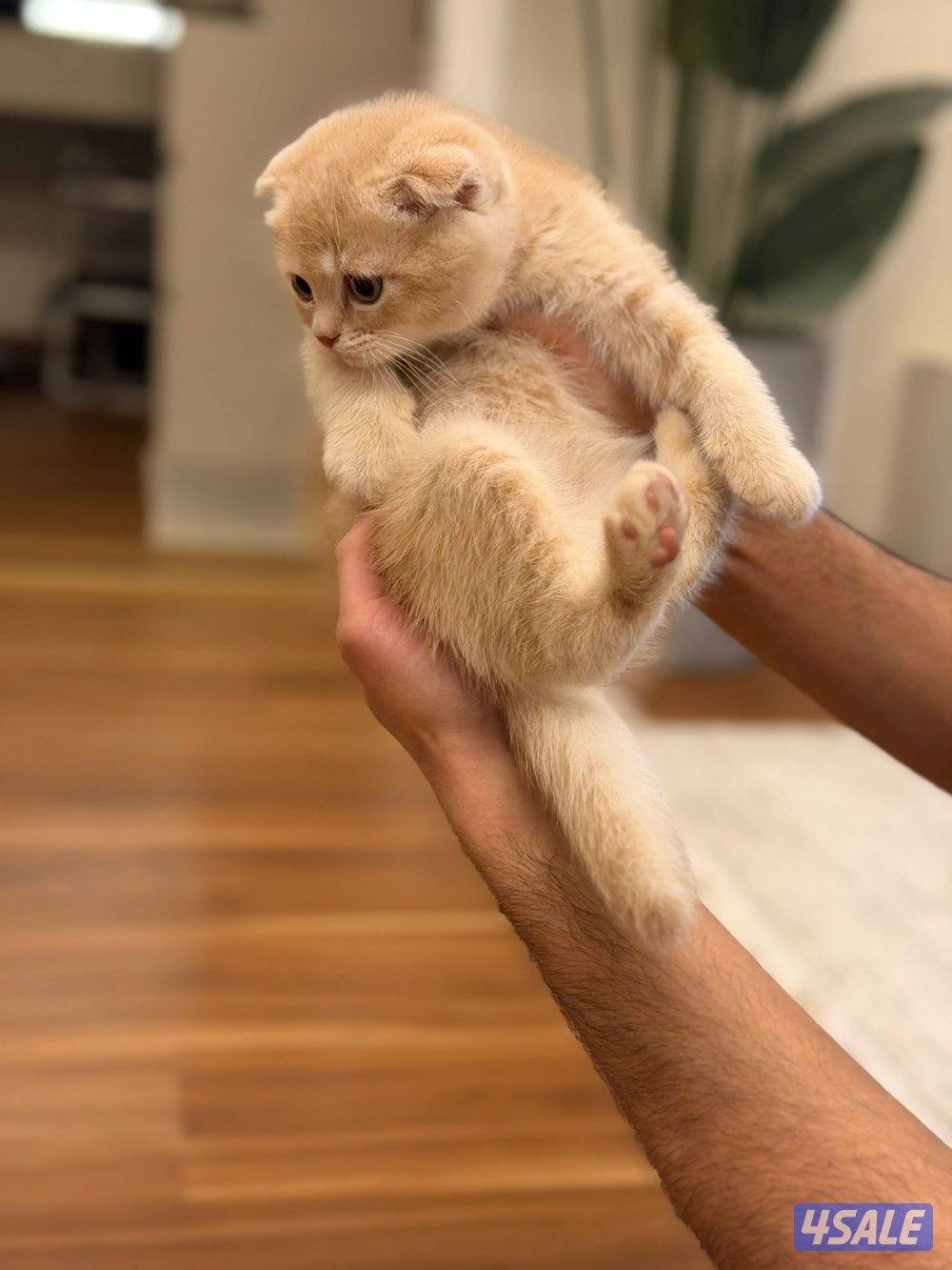 سكوتش فولد ذكر العمر شهر ونص متعلم عاللتر بوكس2