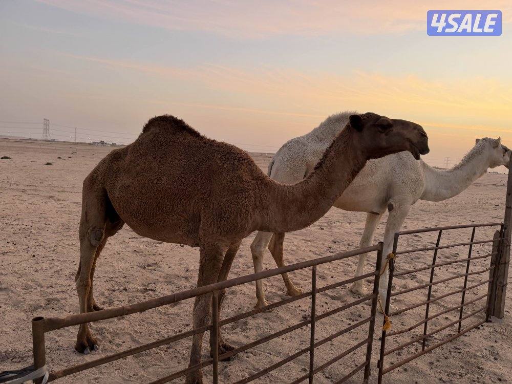 عشرا ضريبه مسحوبة بنتها0