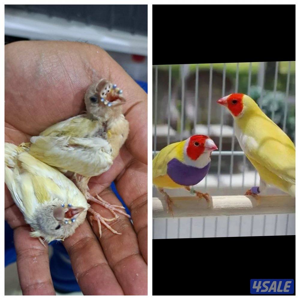 فرخين قولدن فنش عس0