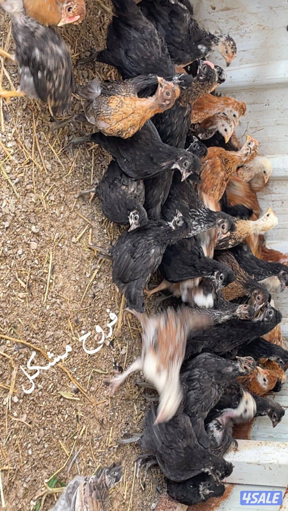 فروخ دجاج العمر فوق الشهرين0