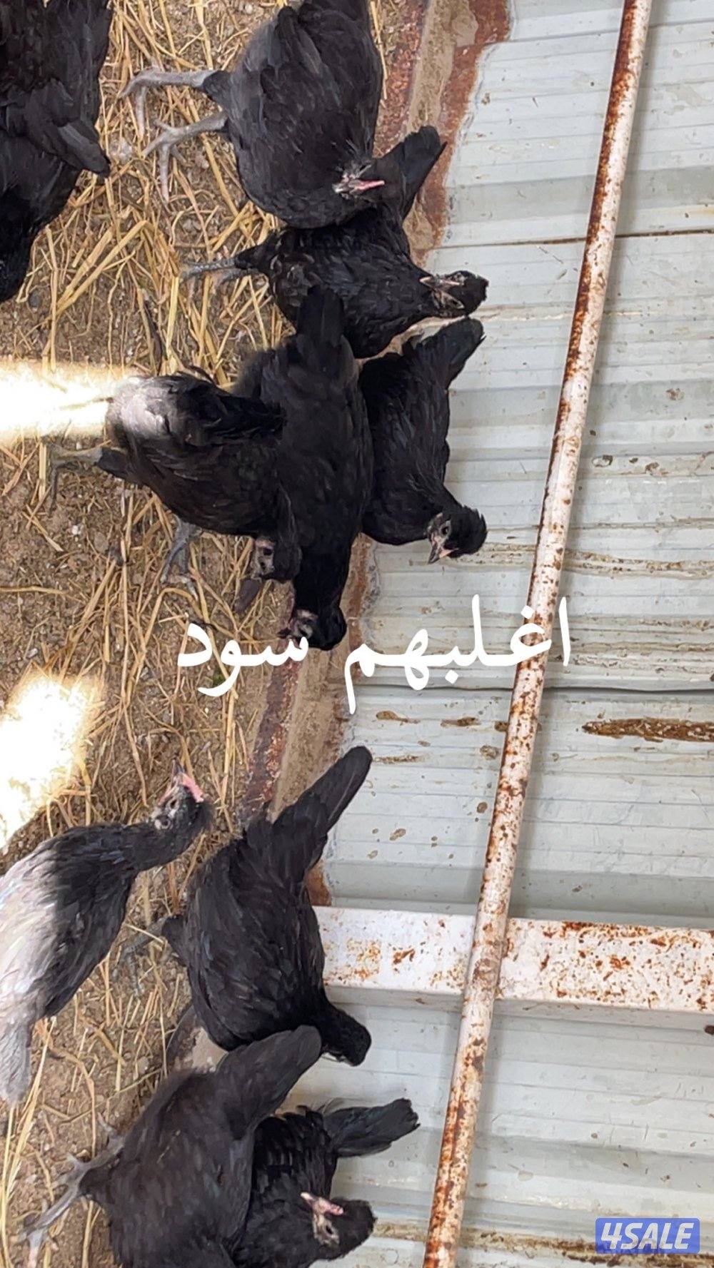 فروخ دجاج العمر فوق الشهرين1