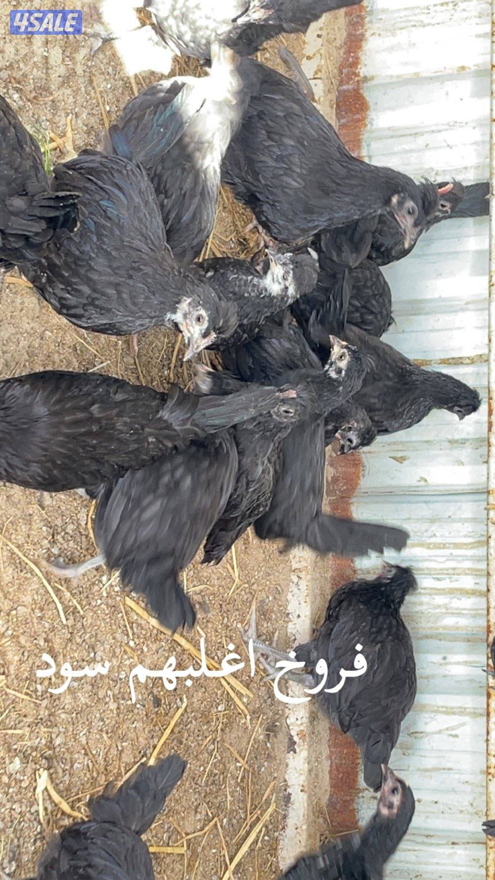 فروخ دجاج العمر فوق الشهرين2