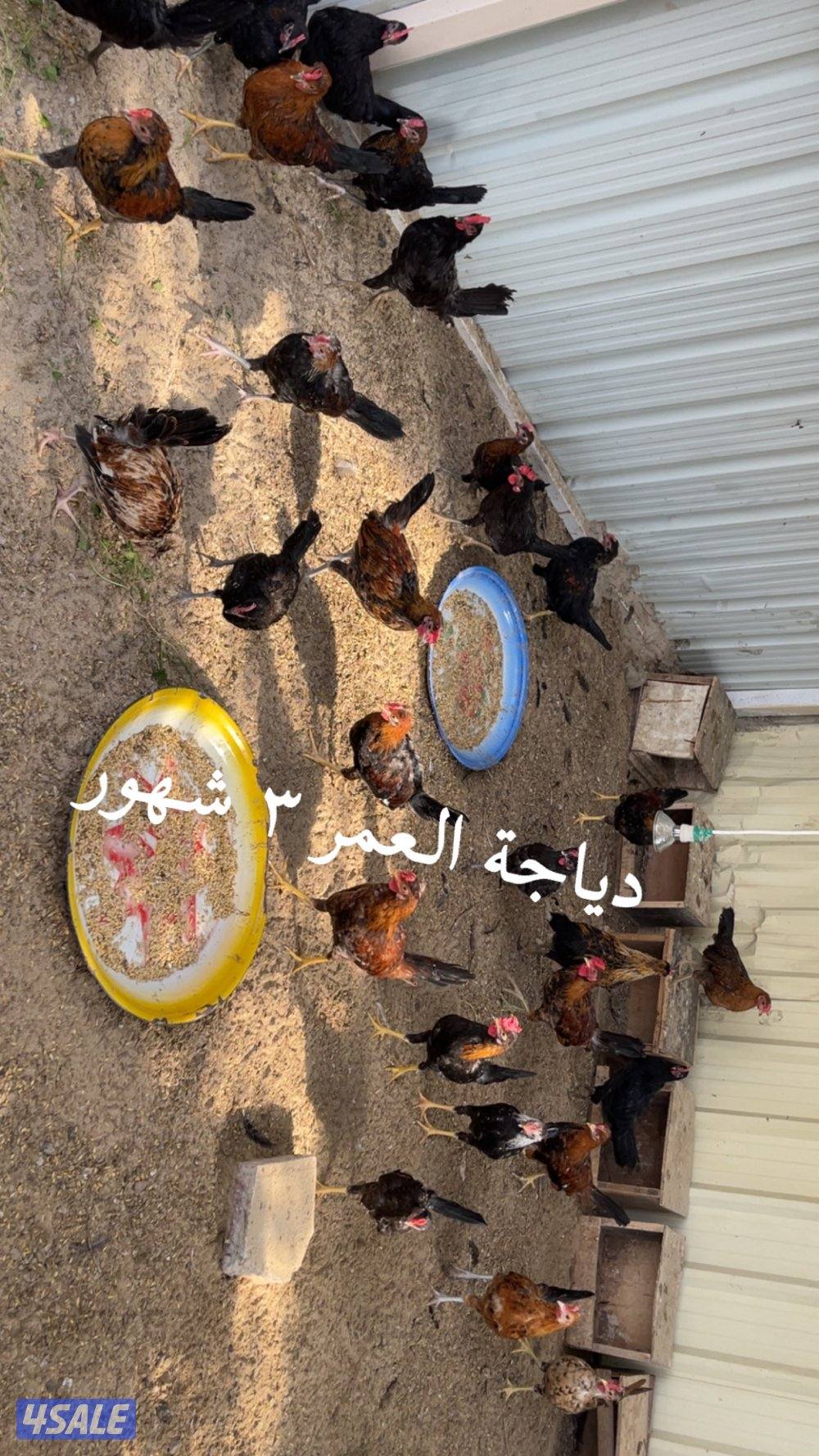 فروخ دجاج العمر فوق الشهرين3