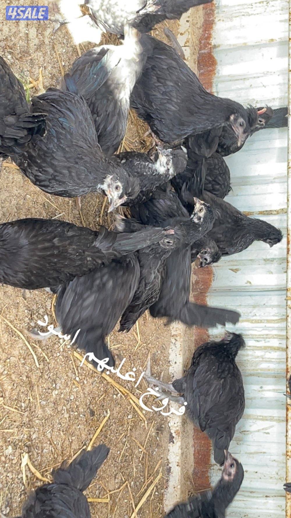 فروخ دجاج العمر فوق الشهرين4