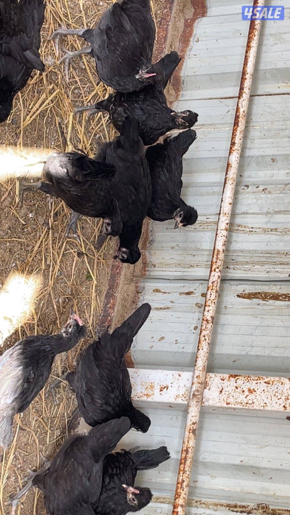 فروخ دجاج العمر فوق الشهرين5