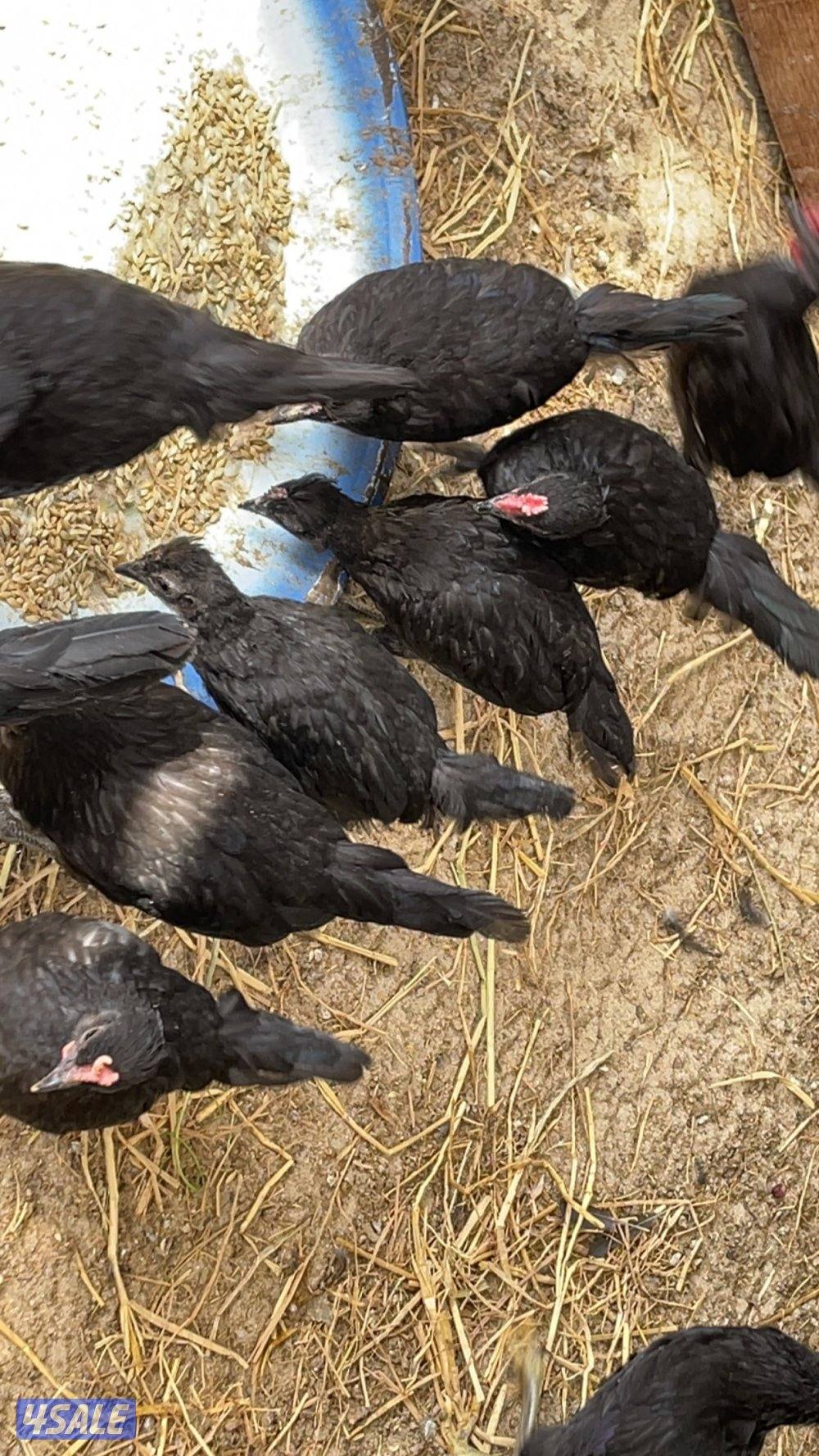 فروخ دجاج العمر فوق الشهرين6