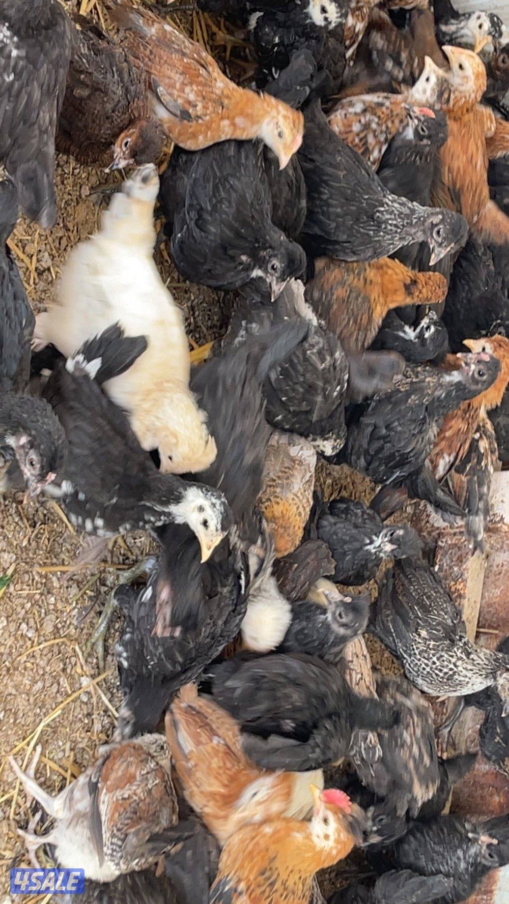 فروخ دجاج العمر فوق الشهرين7