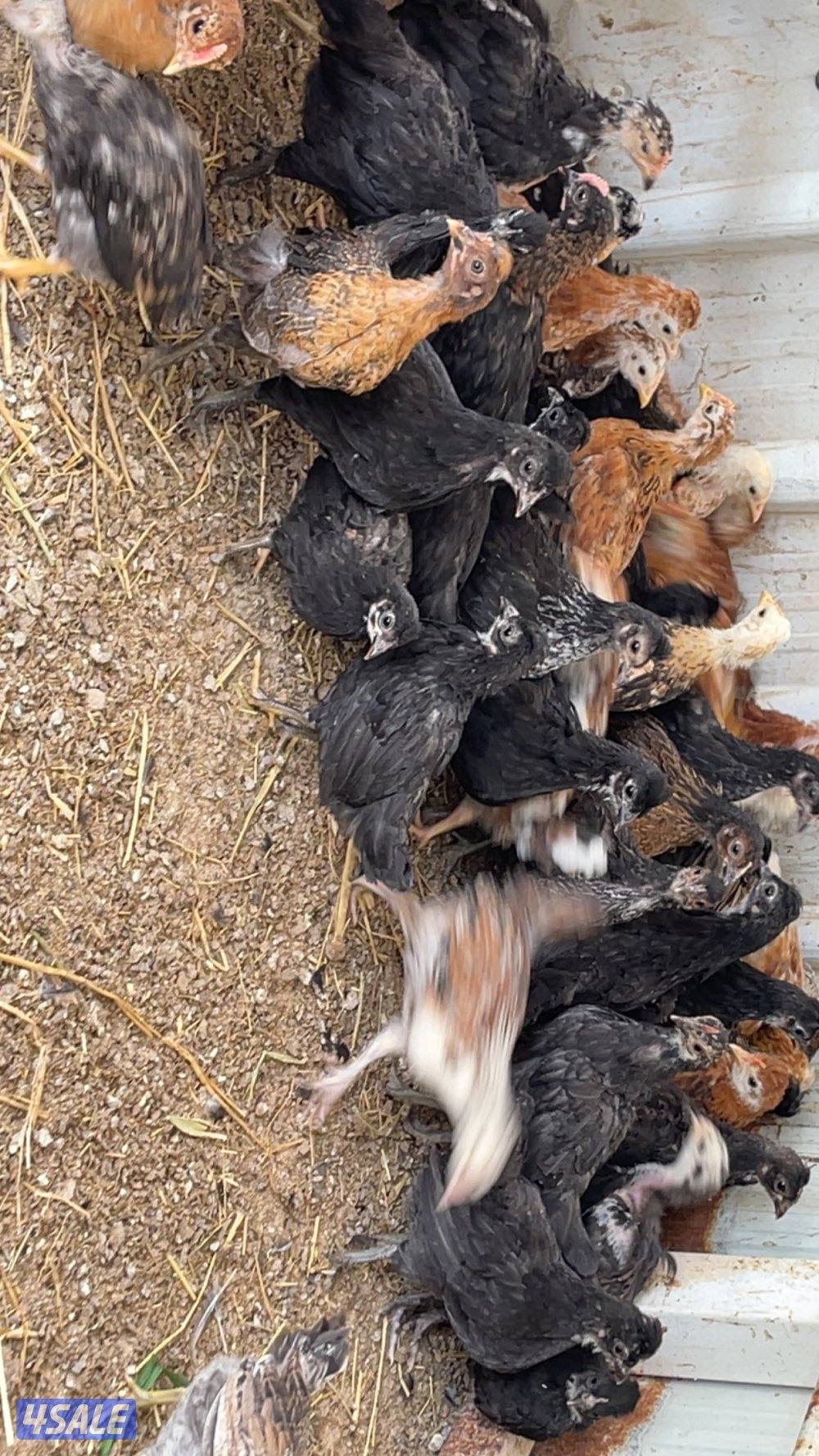 فروخ دجاج العمر فوق الشهرين8