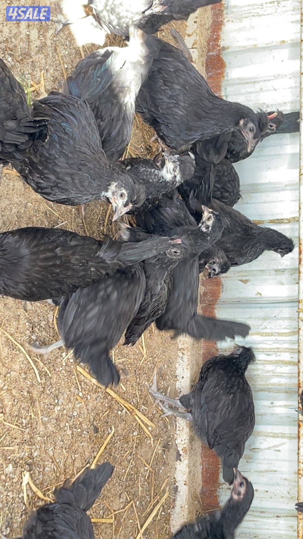 فروخ دجاج العمر فوق الشهرين9