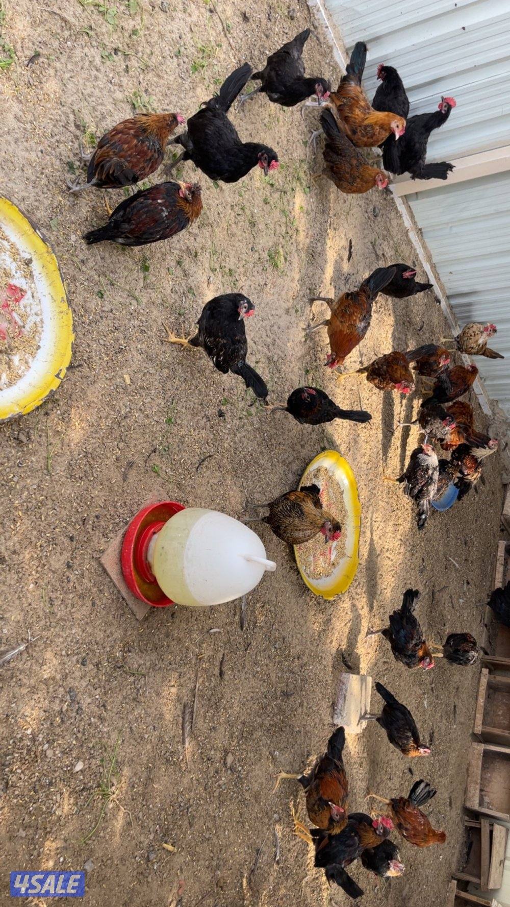 فروخ دجاج العمر فوق الشهرين10