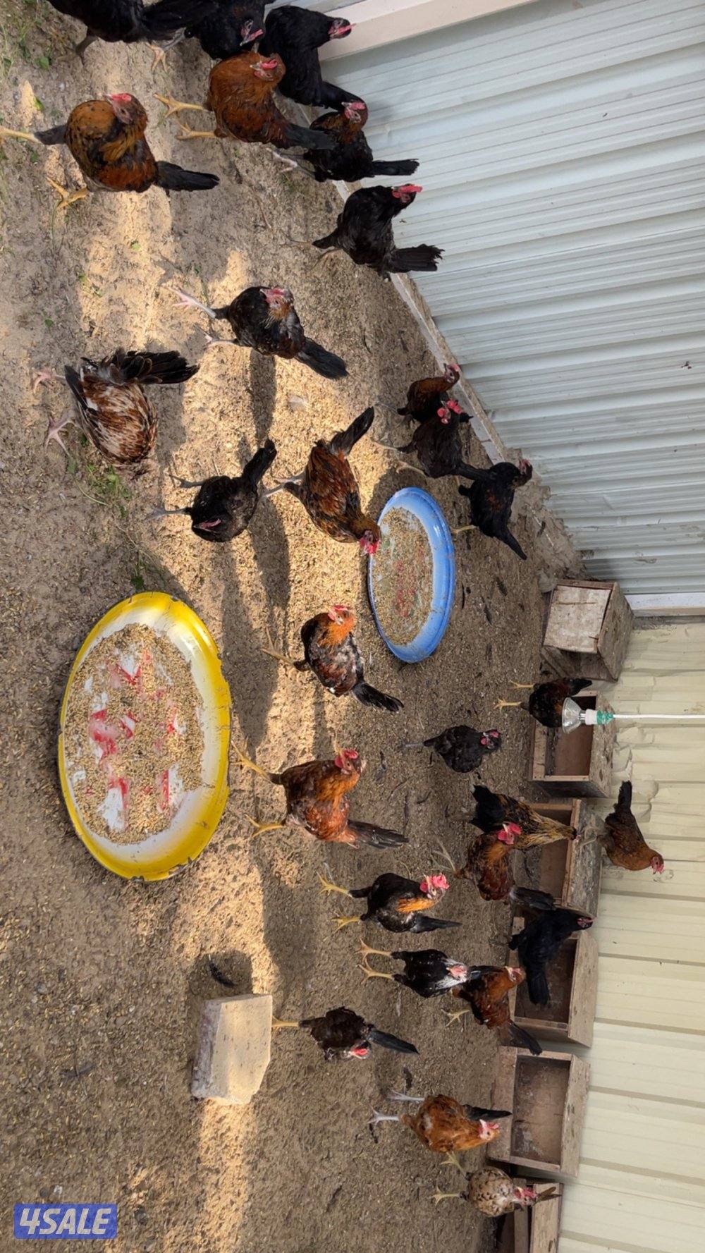 فروخ دجاج العمر فوق الشهرين11