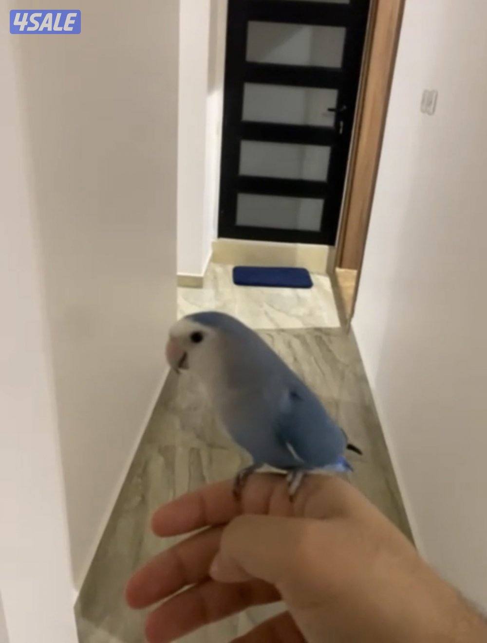 لوف بيرد ربوة2