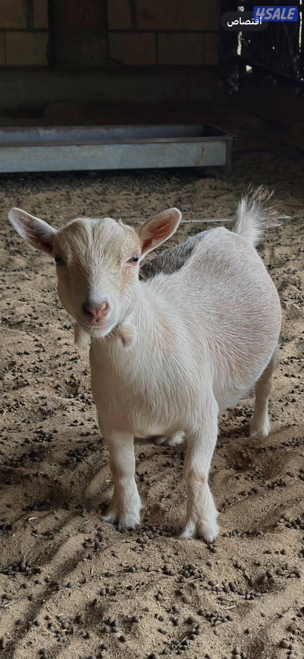 جيكيات فواخر صنف دفيع2