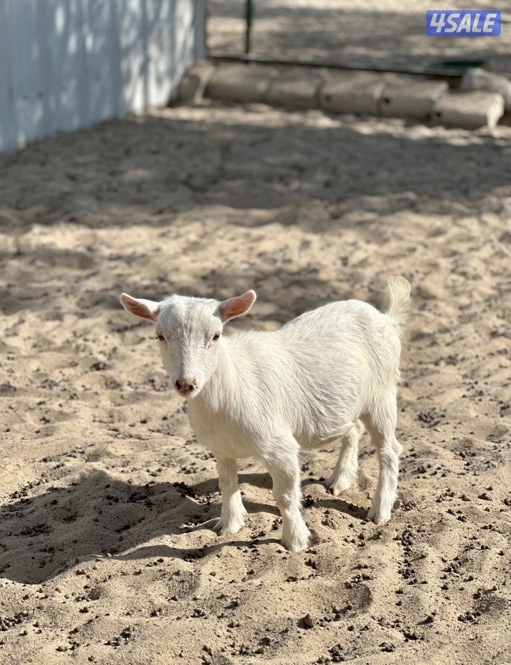 جيكيات فواخر صنف دفيع5