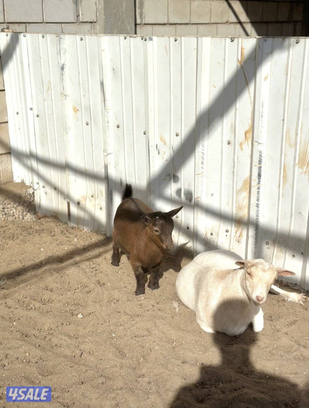 جيكيات فواخر صنف دفيع7