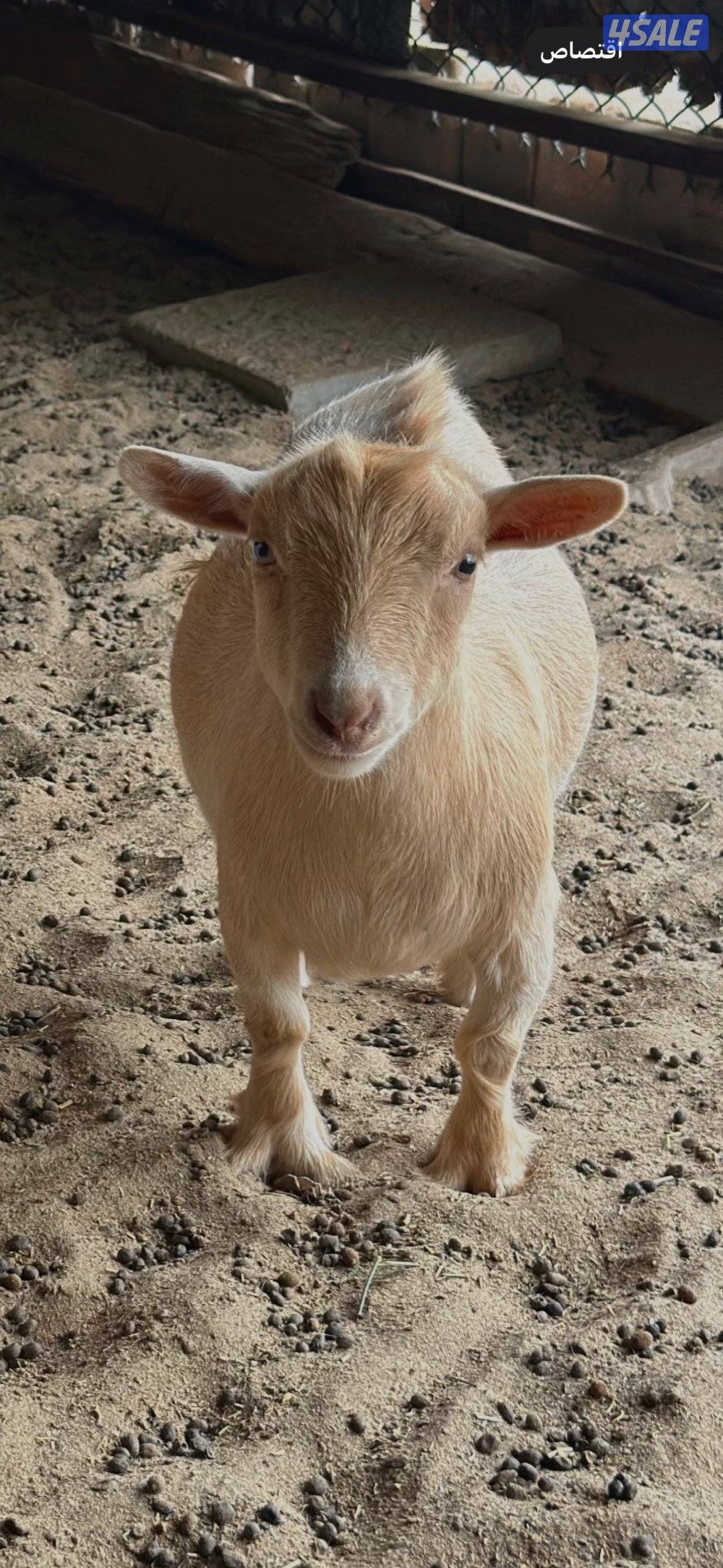 جيكيات فواخر صنف دفيع8