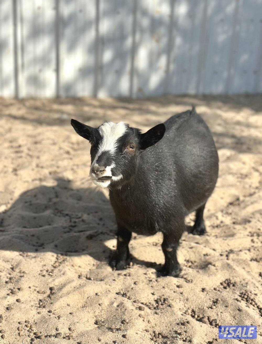 جيكيات فواخر صنف دفيع9