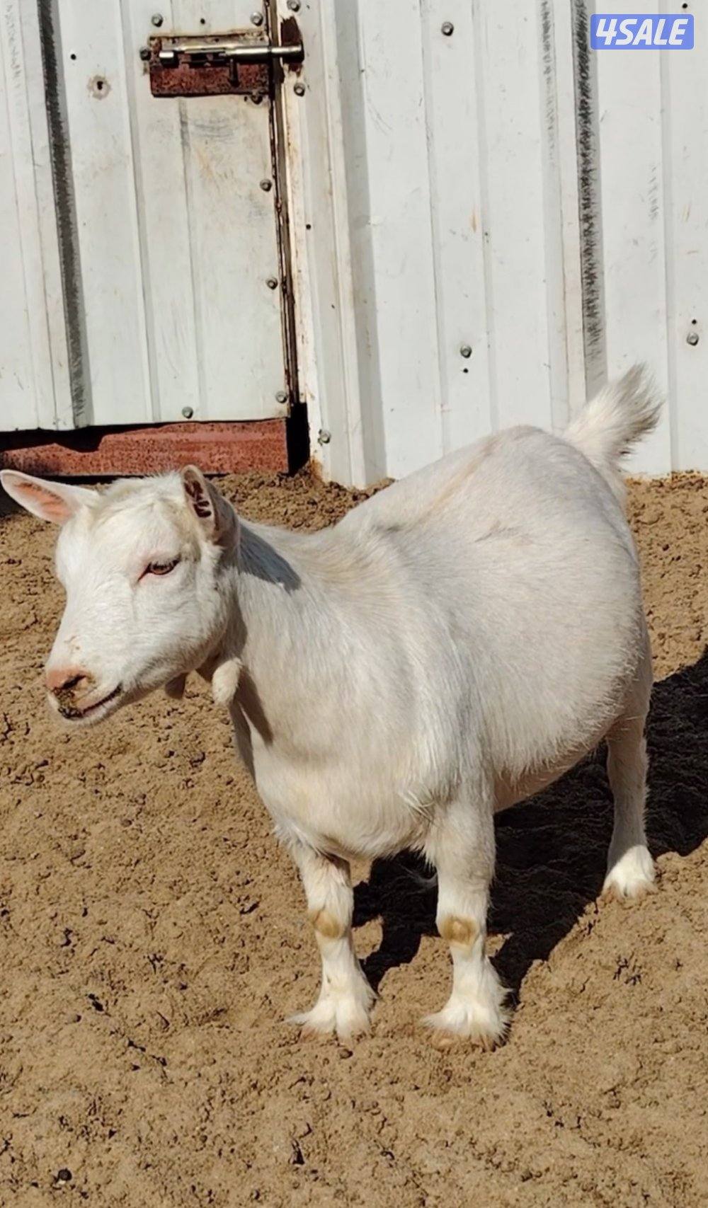 جيكيات فواخر صنف دفيع11