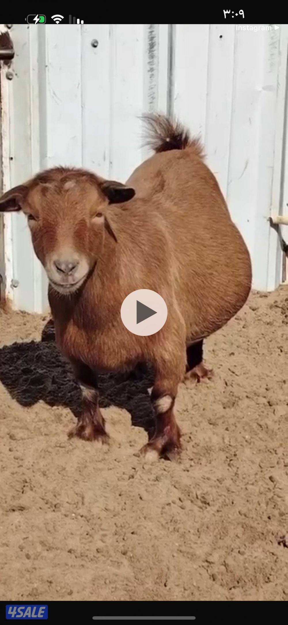 جيكيات فواخر صنف دفيع12