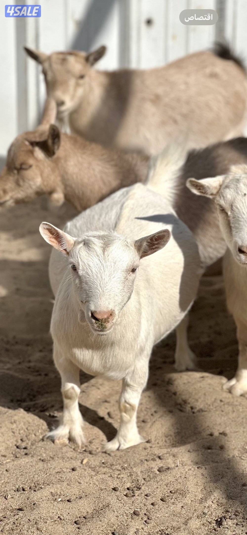 جيكيات فواخر صنف دفيع0