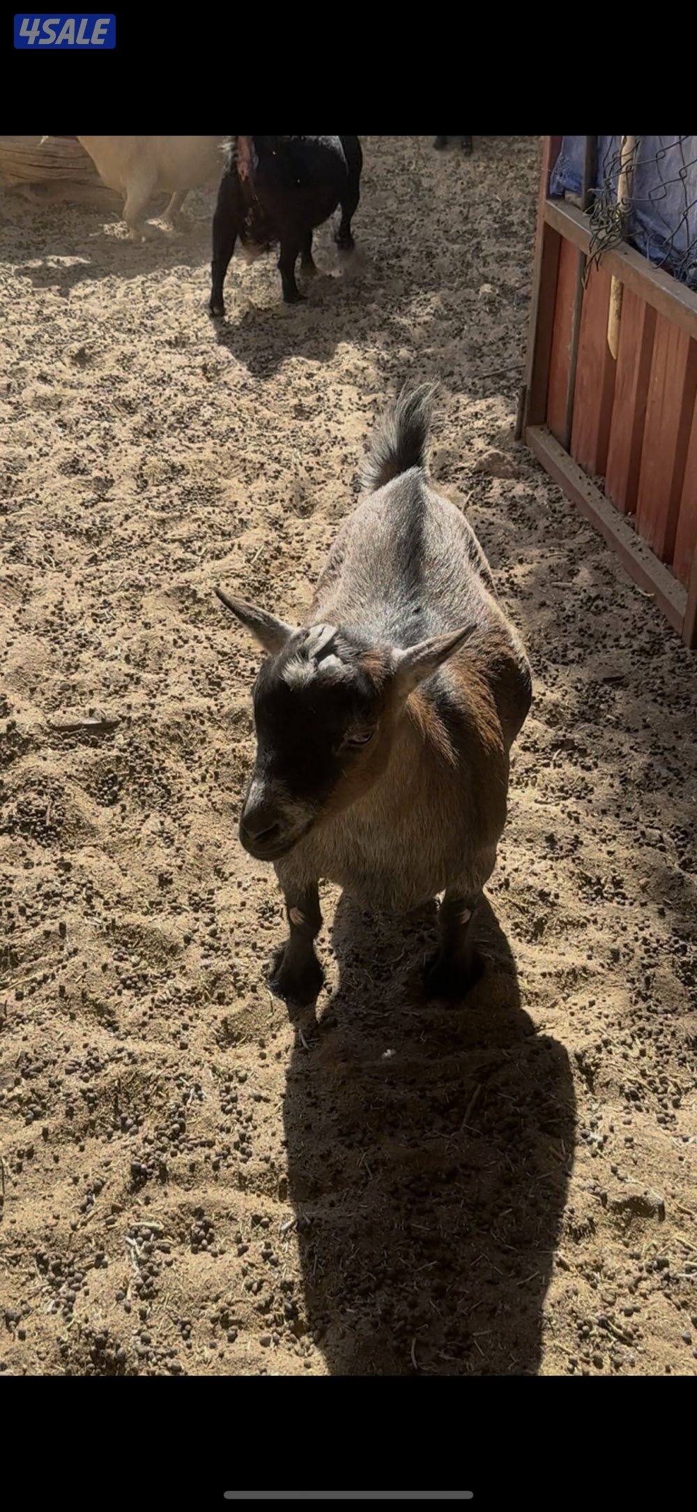 جيكيات فواخر صنف دفيع13