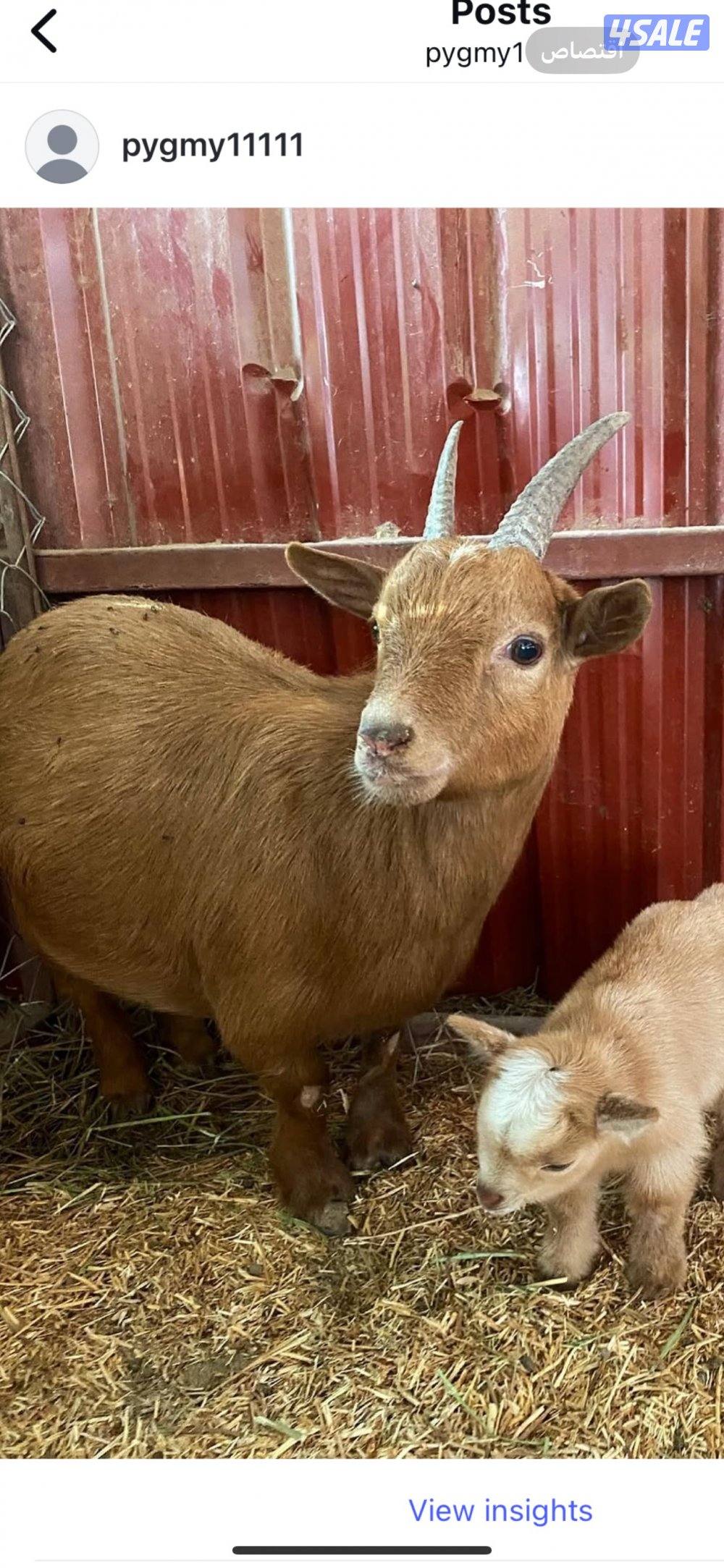 جيكيات فواخر صنف دفيع14