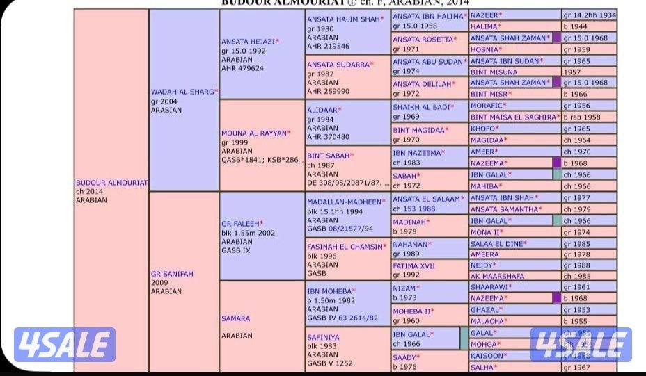 فرس صقلاويه تحتها مهره0