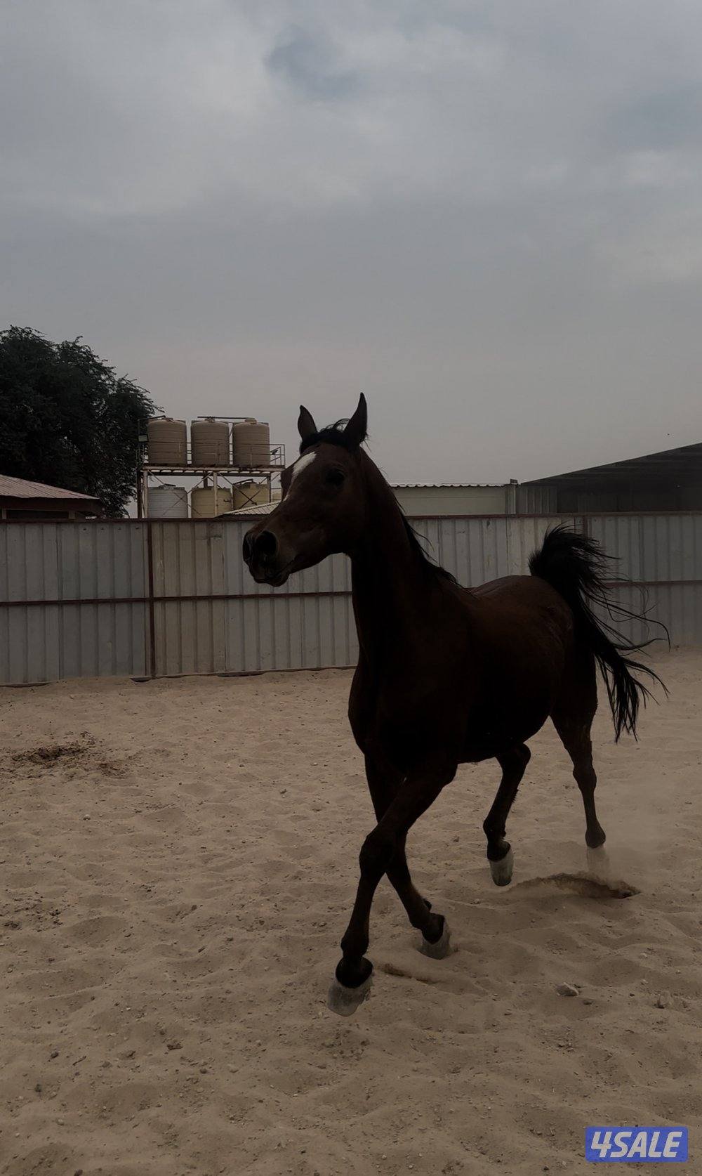 فرس صقلاويه تحتها مهره1