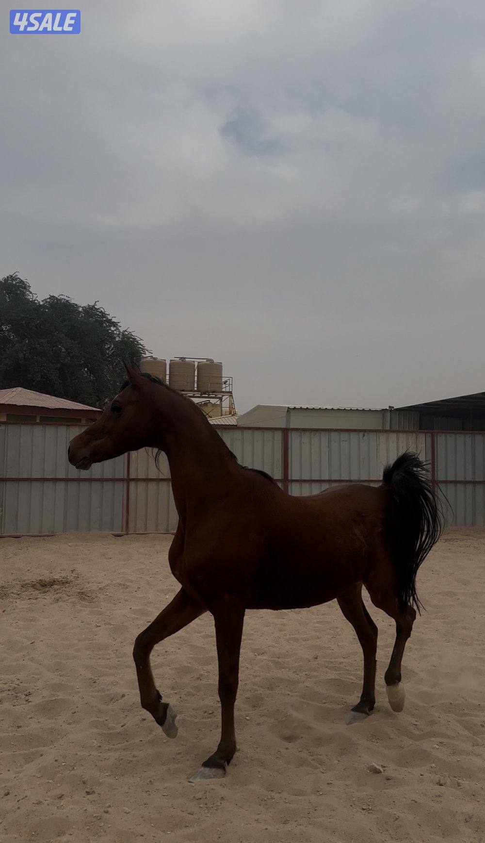 فرس صقلاويه تحتها مهره2