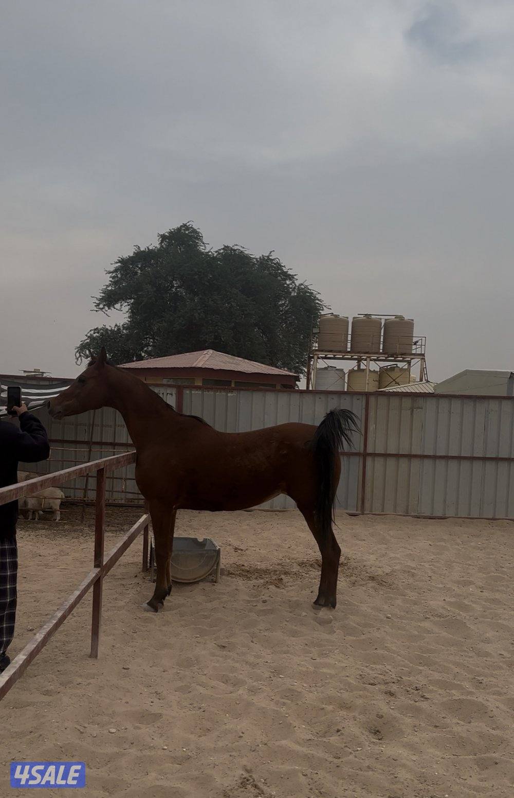 فرس صقلاويه تحتها مهره3