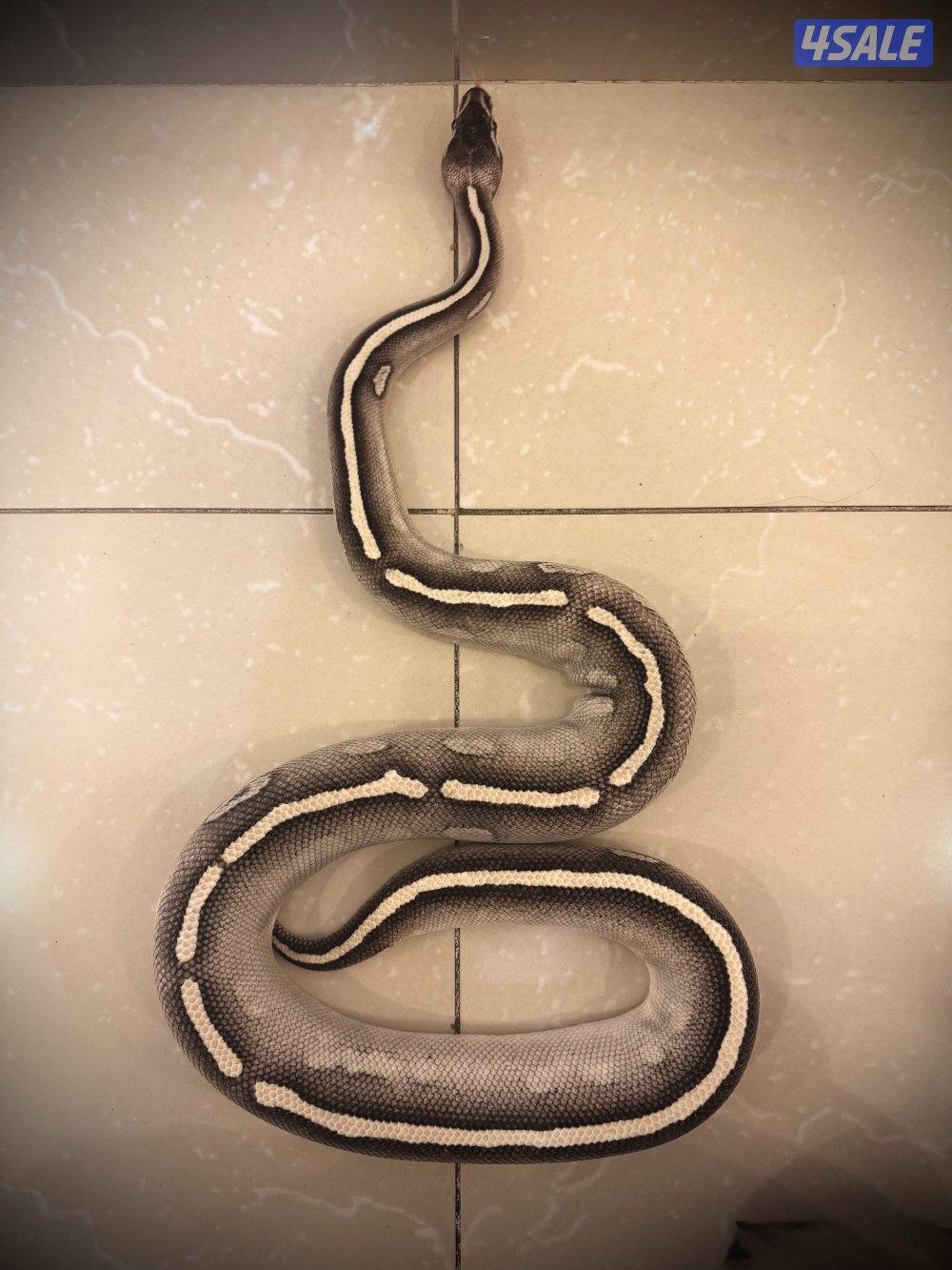 Ball Python بول بايثون0