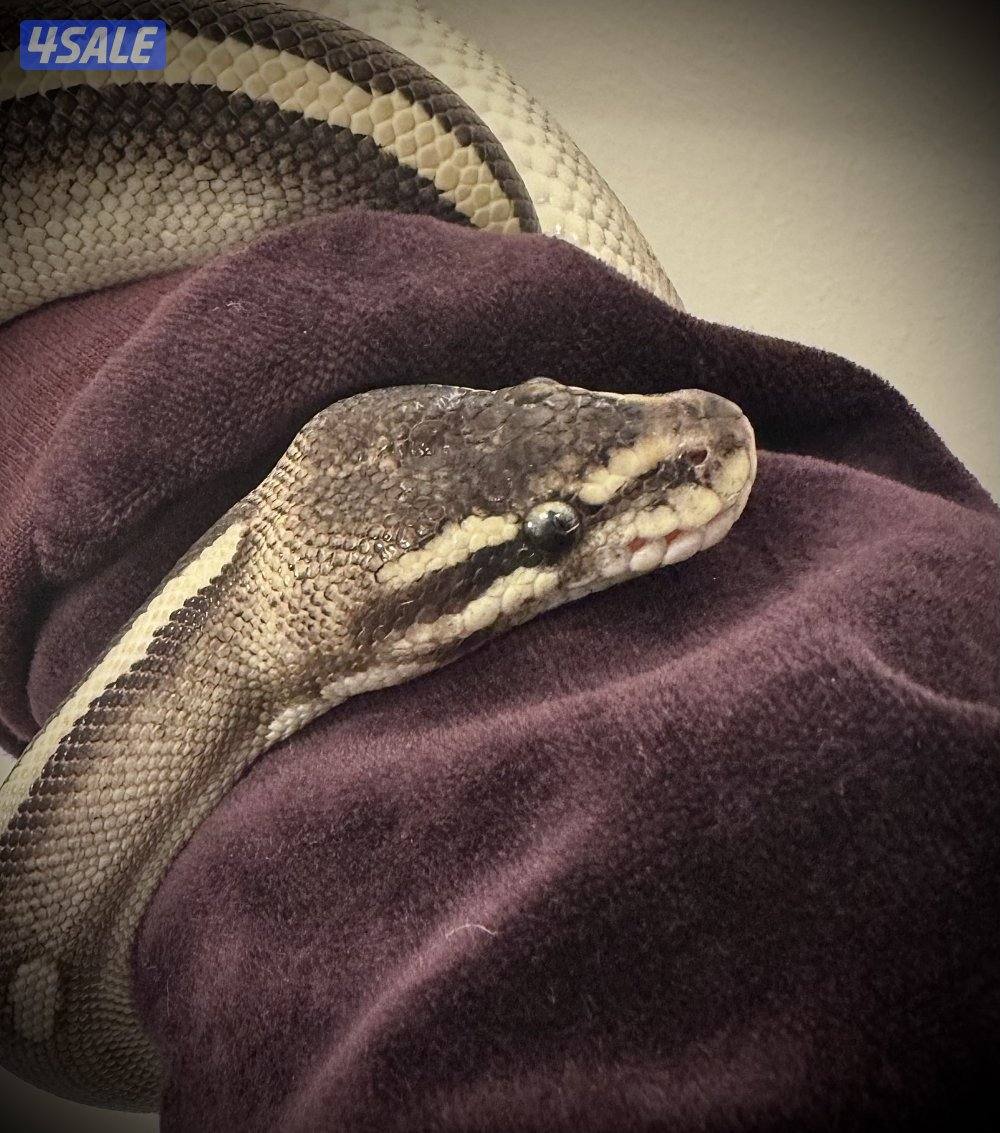 Ball Python بول بايثون1