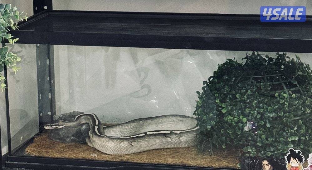 Ball Python بول بايثون2