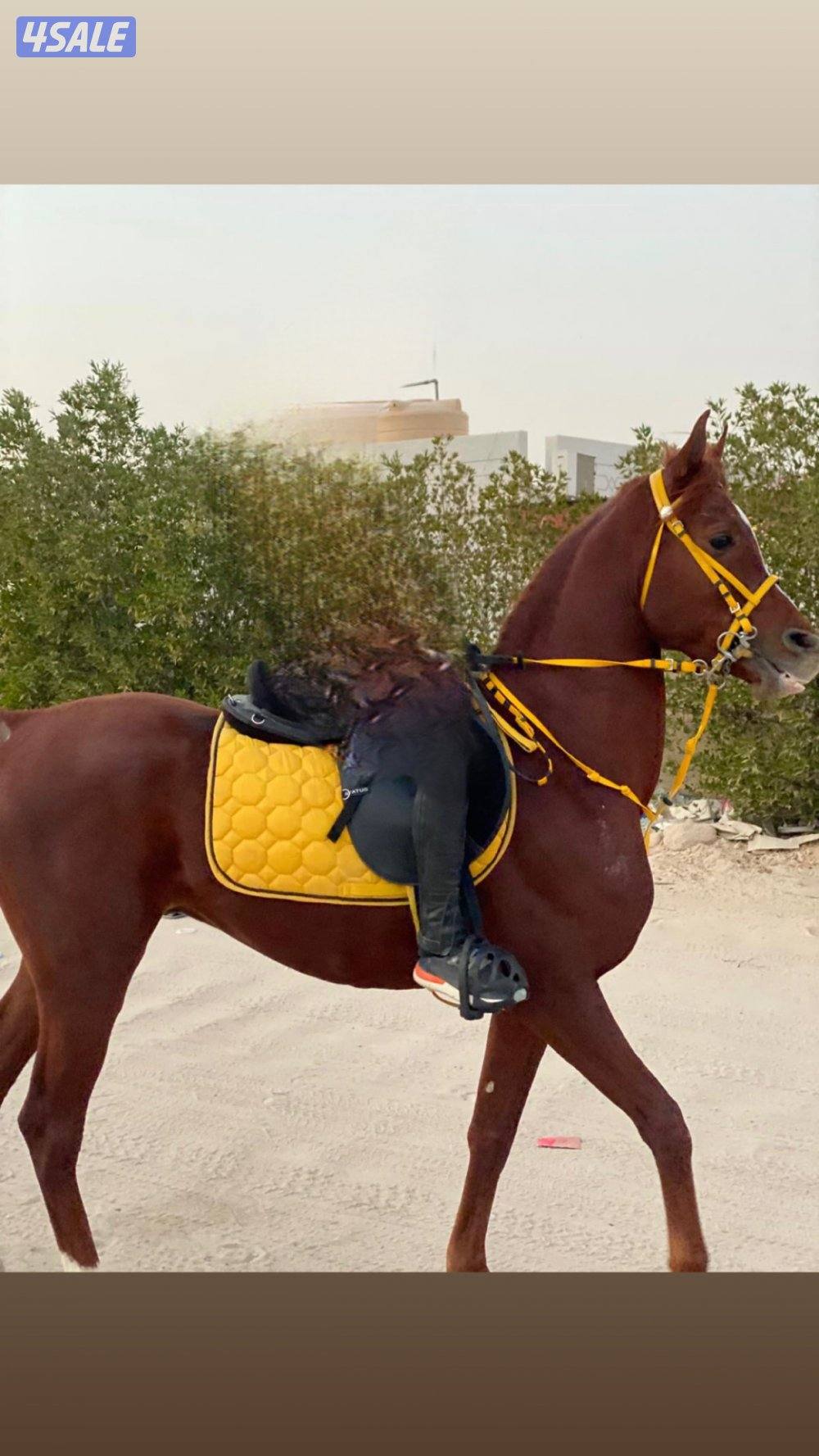 حصان بولش 20200