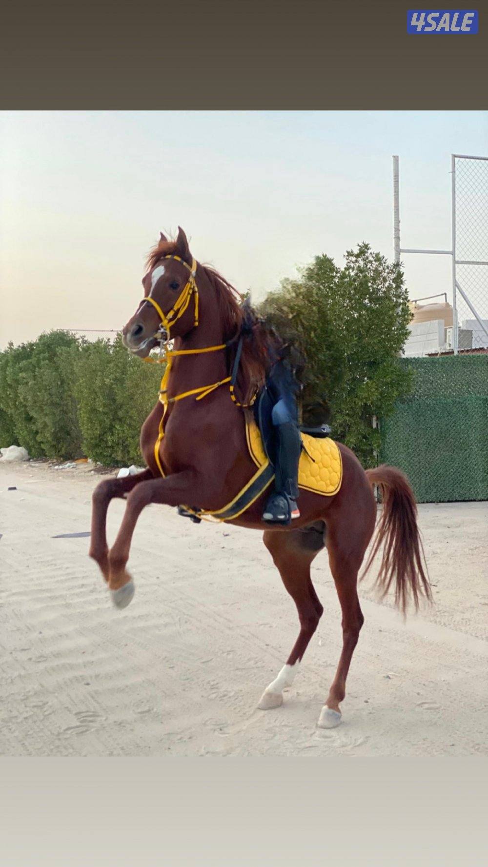 حصان بولش 20201