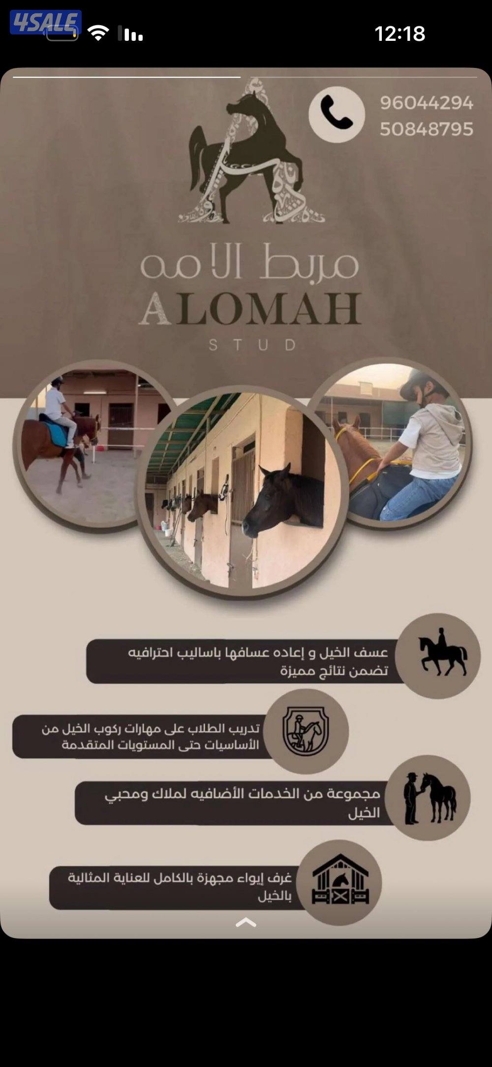 مربط وعساف وتعليم ركوب الخيل0