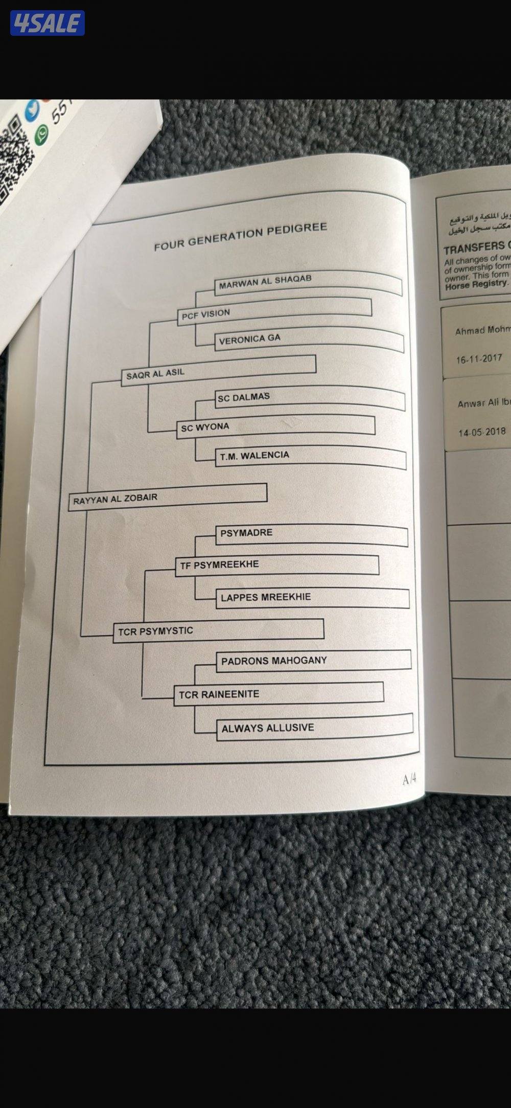 فرس بولش مواليد ٢٠١٧ شرط السلم1